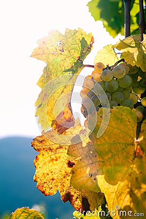 Autumnal grapewine with leaves in opposite light Stock Photo