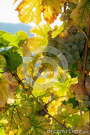 Autumnal grapewine with leaves in opposite light Stock Photo