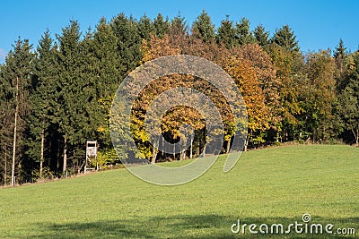 Autumnal laurels in front of green conifers with high seat Stock Photo