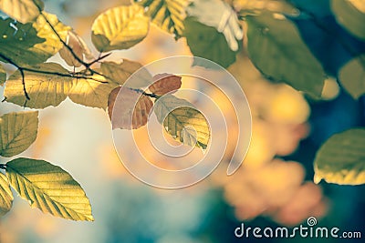 Autumnal leaf vintage background soft focus and color Stock Photo