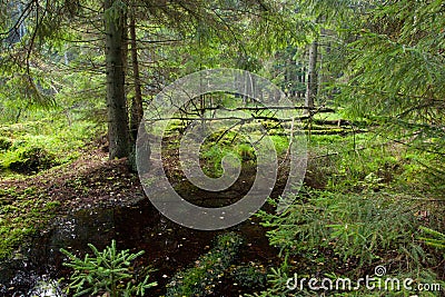 Autumnal look of swampy stand with little stream Stock Photo