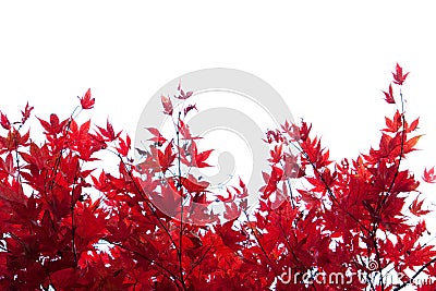 Autumnal Maple Border Stock Photo