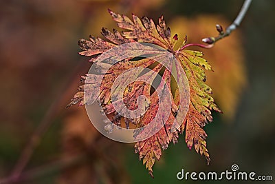 Autumnal Maple Leaf Stock Photo