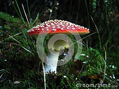 Autumnal Mushrooms Stock Photo