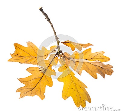 An autumnal oak branch Stock Photo