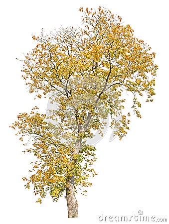 Autumnal oak tree isolated on white background, cutout tree Stock Photo