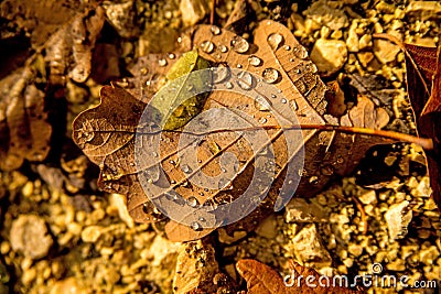 Autumnal painted leaf with dew drops Stock Photo