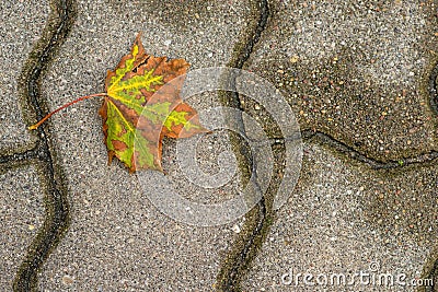 Autumnal painted leaf Stock Photo