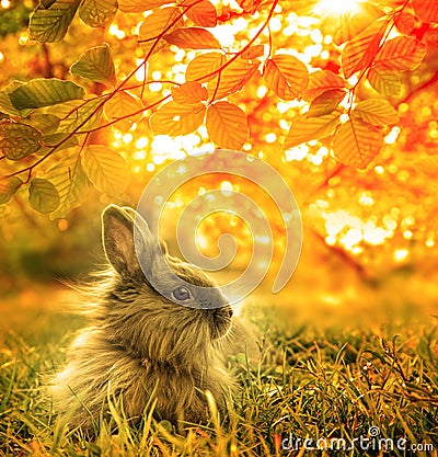 Autumnal rabbit Stock Photo