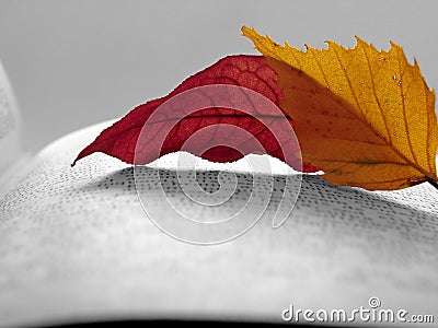 Autumnal reading Stock Photo