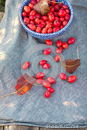 Autumnal red berrys hips Stock Photo
