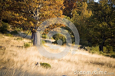 Autumnal scene in the forest Stock Photo