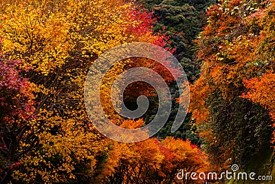 Autumnal tints Stock Photo