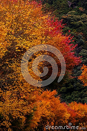 Autumnal tints Stock Photo