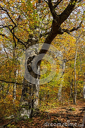 Autumnal travel landscape Stock Photo