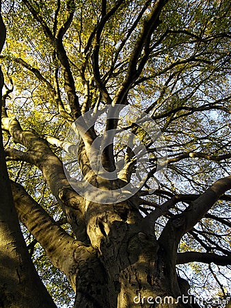 Autumnal tree Stock Photo