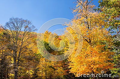 Autumnal Trees and Blue Sky Stock Photo