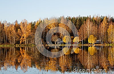 Yellow willow trees on a river bank Stock Photo