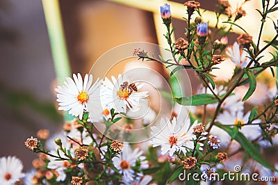 Autumnl background. Chrysanthemum flowers begin to fade in October. Warm sunlight Stock Photo