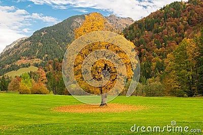 Autunm tree in a golf park Stock Photo