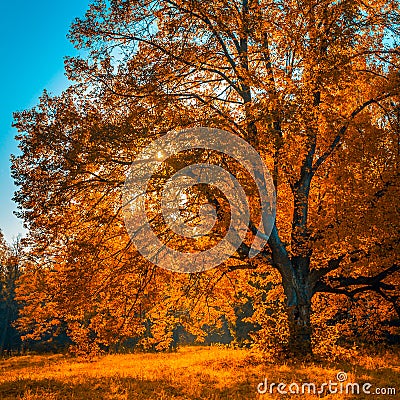 Autunm tree in the park, perfect fall scenery Stock Photo