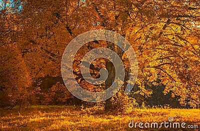 Autunm tree in the park, perfect fall scenery Stock Photo