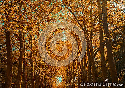 Autunm trees in the park, perfect fall scenery Stock Photo