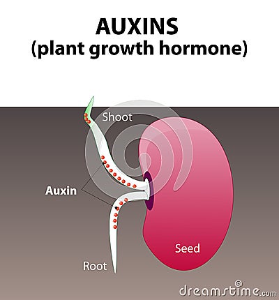 Auxins. plant hormone Vector Illustration