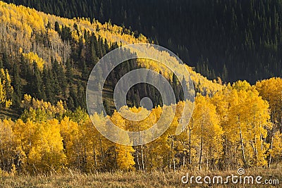 Avalanche of Colorful Autumn Golden Aspen Trees In Stock Photo