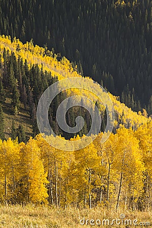 Avalanche of Colorful Autumn Golden Aspen Trees In Stock Photo