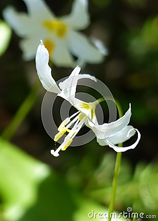 Avalanche Lily, Mount Rainier National Park Stock Photo