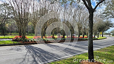 Avalon Park Florida, avenue median with flowers and grass. Photo image Stock Photo