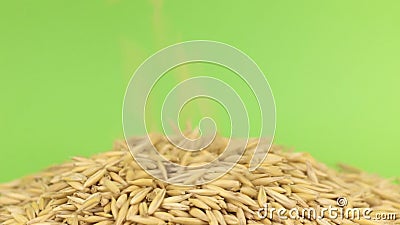 Aveia de queda das grões no montão da aveia em uma tela verde video estoque Aveia de queda das grões no montão da aveia em uma tela verde video estoque