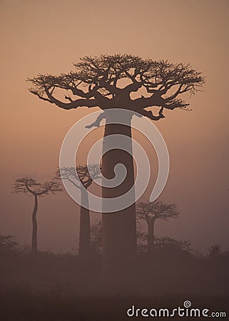 Avenue of baobabs at dawn in the mist. General view. Madagascar. Cartoon Illustration