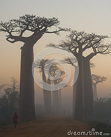 Avenue of baobabs at dawn in the mist. General view. Madagascar. Cartoon Illustration
