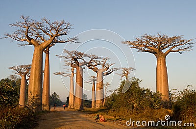 Avenue of baobabs. General view . Madagascar. Cartoon Illustration