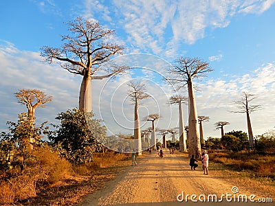 Avenue of the Baobabs, group of baobab trees lining dirt road in western Madagascar Editorial Stock Photo