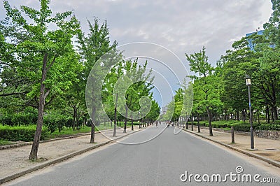 Avenue of Ginkgo trees, Osaka jou kouen Stock Photo