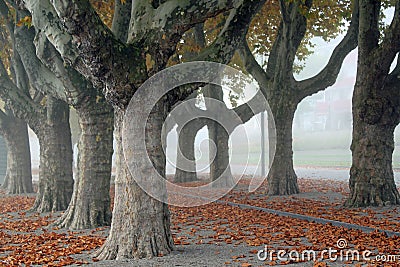 Avenue of London Plantrees Stock Photo