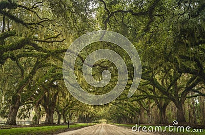 Avenue of Oaks at Boone Hall Plantation Stock Photo