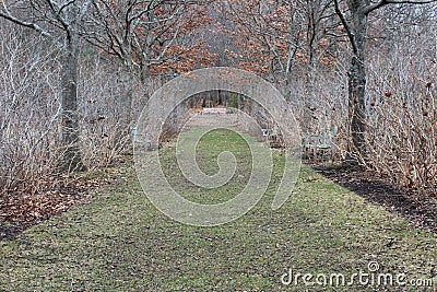 Avenue of oaks in winter path formal background Stock Photo