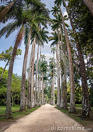 Avenue of Royal Palm Trees at Jardim Botanico Botanical Garden - Rio de Janeiro, Brazil Editorial Stock Photo