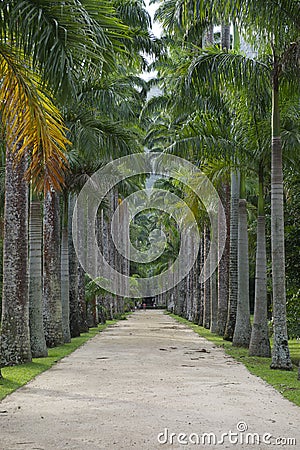 Avenue of Royal Palms Botanic Garden Editorial Stock Photo