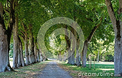 Avenue of trees at ChÃ¢teau de ValenÃ§ay in the Loire Valley, central France. Stock Photo