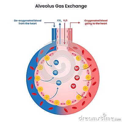Alveolus Gas Exchange vector illustration diagram infographic Stock Photo