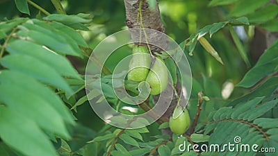 Averrhoa bilimbi (bilimbi, cucumber tree, tree sorrel, belimbing sayur, belimbing wuluh) Stock Photo