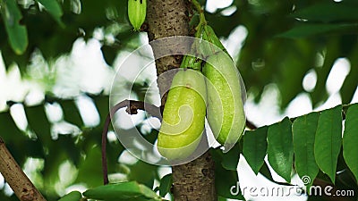 Averrhoa bilimbi (bilimbi, cucumber tree, tree sorrel, belimbing sayur, belimbing wuluh) Stock Photo