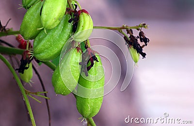 Averrhoa bilimbi is a fruit-bearing tree of the genus Averrhoa, many benefits for health Stock Photo