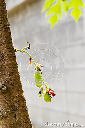 Bilimbi Fruit on tree Stock Photo