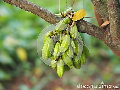 Averrhoa bilimbi, Oxalidaceae, Bilimbi, Bilimbing, Cucumber Tree green fruit Stock Photo